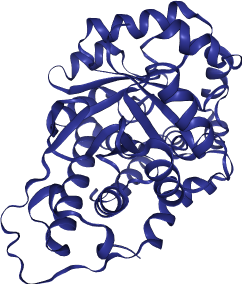 thumbnail of Human Hydroxyacid Oxidase (HAO1)